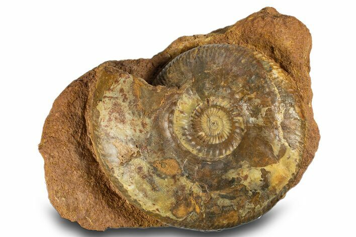 Toarcian Ammonite Fossil - France #311822